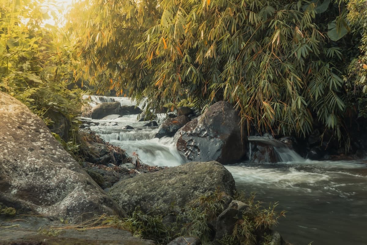 Gender-transformative Approaches in Forest Carbon Programs
